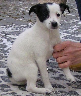cibela