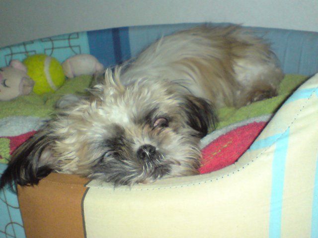 cibela