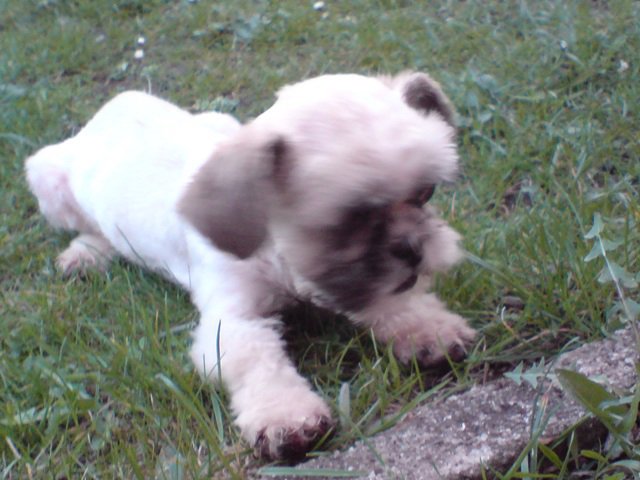 cibela