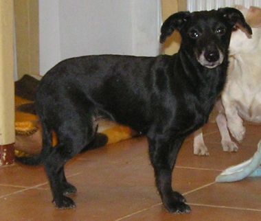 cibela