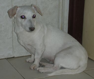 cibela