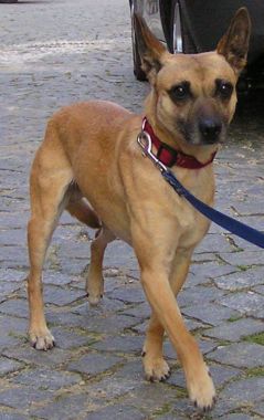 cibela