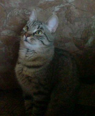 cibela