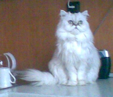 cibela