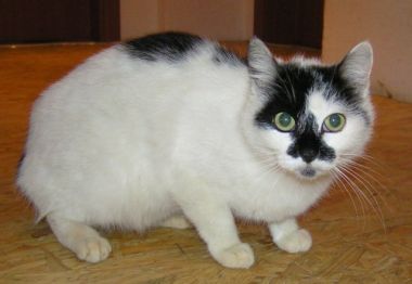 cibela