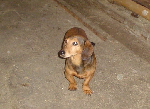 cibela